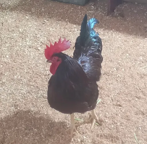 Galo Rhode Island Red (Padrão Americano)