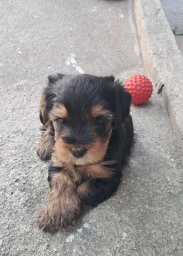 Yorkshire Terrier femea e macho