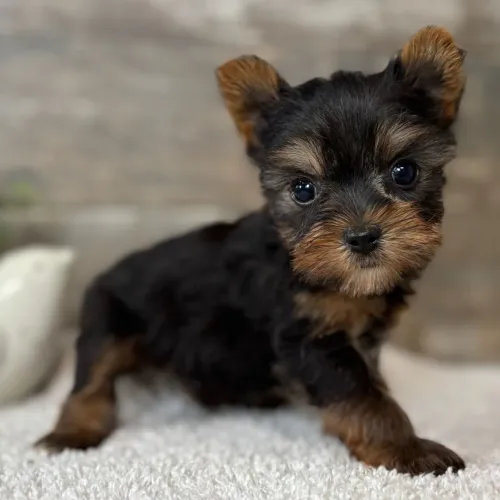 Yorkshire Terrier/ Escolha seu Yorkshire hoje 