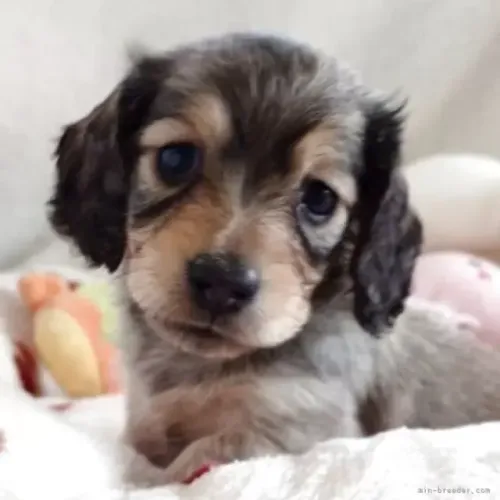 Neném dachshund/teckel/basset/salsicha/cofap olhos claros e saudável