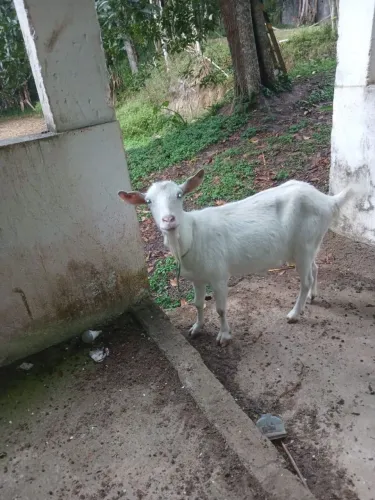 Cabra