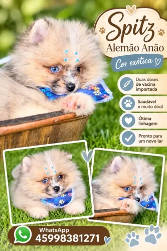 Lulu da pomeranea anão