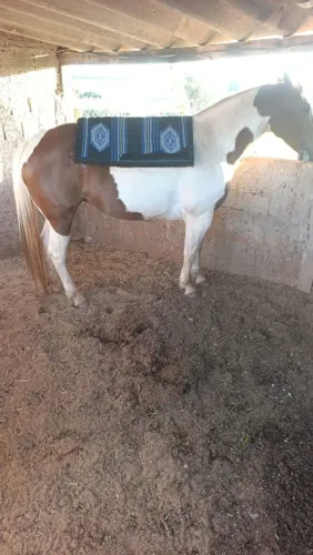 Mantas reforçadas para cavalos.