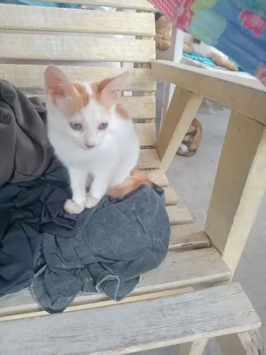 Doação filhote gato