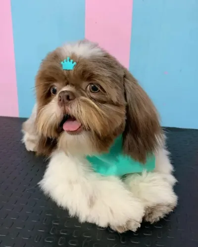 Shitzu R$ 2650,00