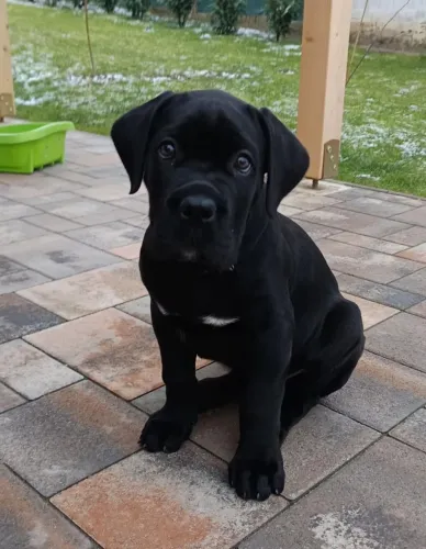 CANE CORSO FILHOTE