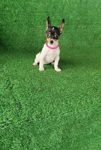 Pinscher papinha adestrada vacinada