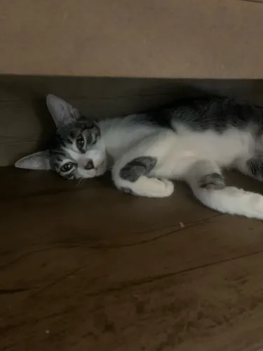 Gatinhos para doação