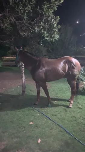 Cavalo de vaquejada correndo de direita 5 anos 