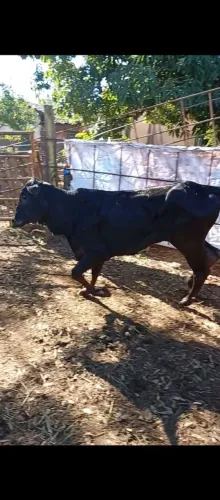 Bezerra