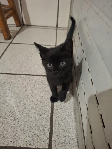 Doação de gatinho preto