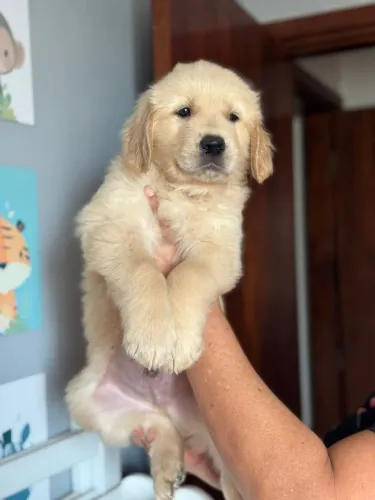 Vendo filhote macho - Golden. 50 dias