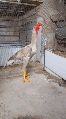 Frango Índio Bico Curto. Cidade Operária
