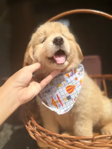 Golden Retriever MACHO 