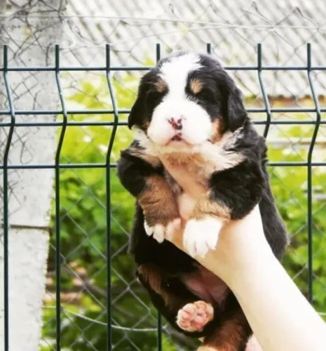 Bernese Mountain Dog,Bernese Mountain Dog Filhote Vacinado e Vermifugado