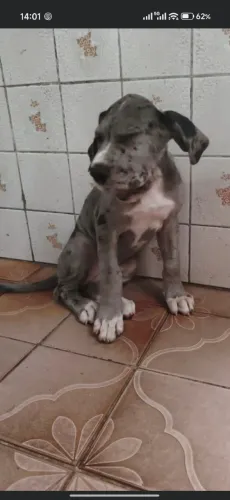 Dogue alemão filhote