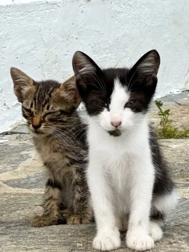 Gatinhos para Adoção