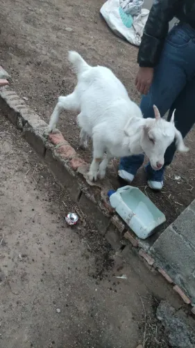 Cabritinha nova das mais bonitas 