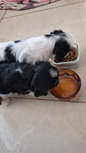 VENDO CACHORRO