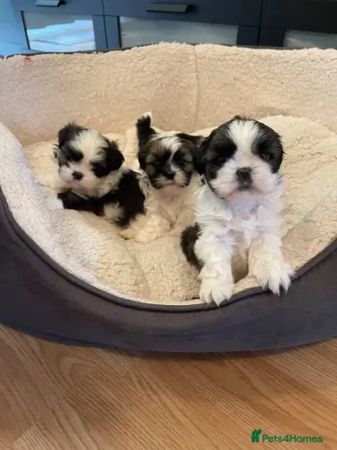 Filhotes de Shih Tzu/ Shitzu pelagem abundante e macia macho e fêmea com pedigree SP