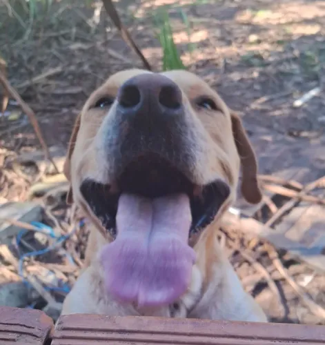 DOAÇÃO DE PITBULL MACHO