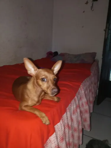 Cachorro 