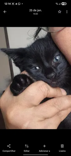 Adoção responsável 