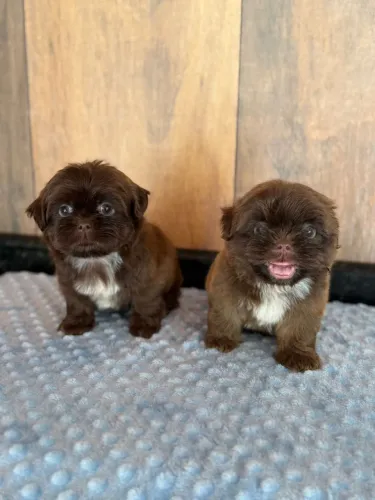 shihtzu chocolate