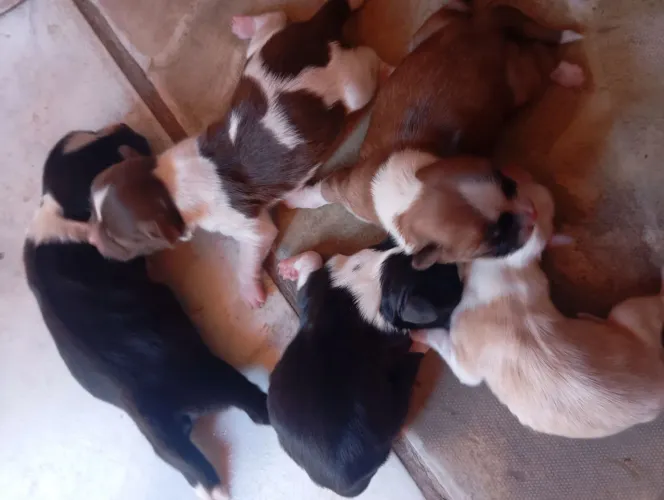 Cachorro Lhiasa Apso 
