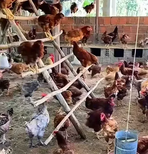 Doação de galinhas