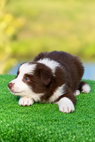 Filhote de Border Collie