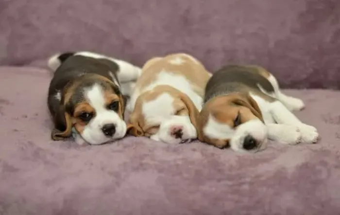 Beagle fofura filhote de outro nivel