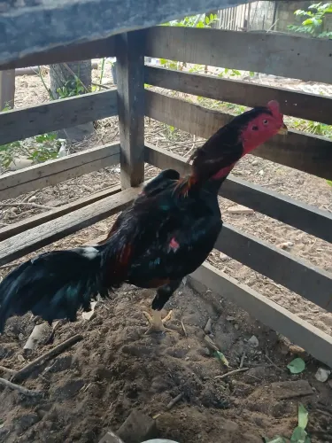 Frango