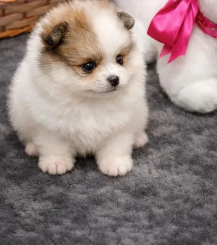 Spitz alemão Lulu da Pomerania
