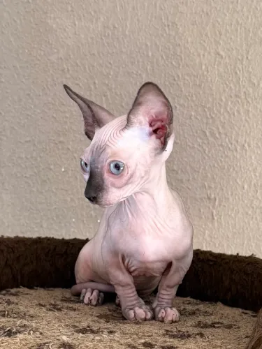Filhotes Sphynx Bambina Fêmea 