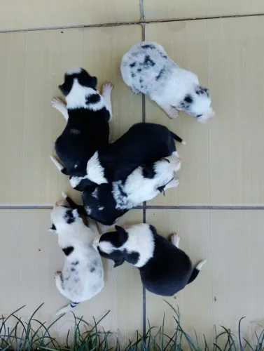 Filhotes de Border collie