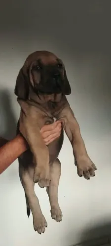 Filhote de fila brasileiro