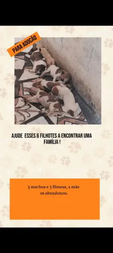 Adoção