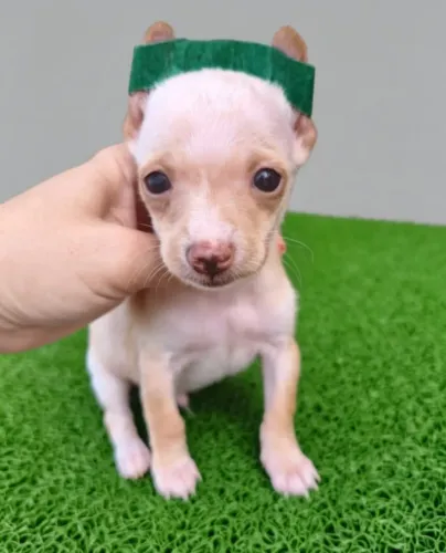 Filhotes de Pinscher Lindos