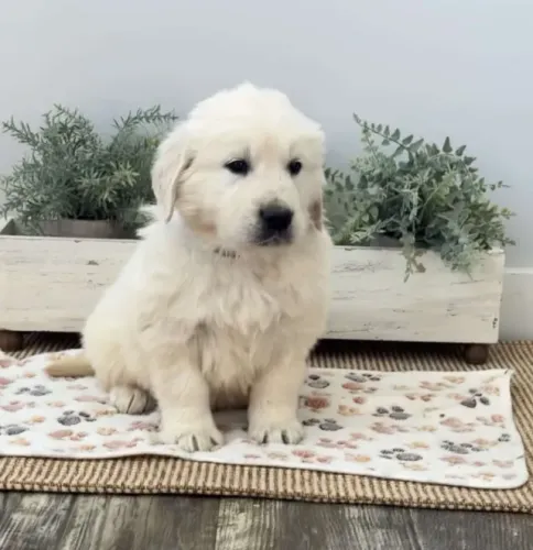 Filhotes de Golden Retriever entrega imediata