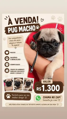 Pang macho
