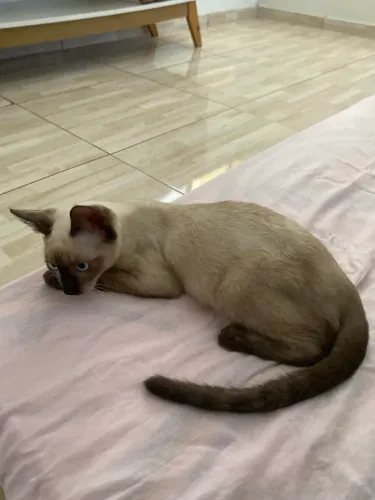 Gato para doação