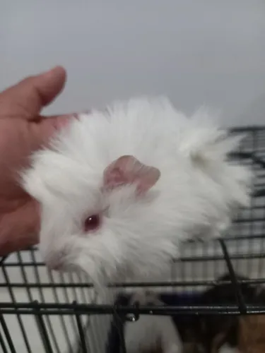 Porquinho da índia peruano e Sheltie puros