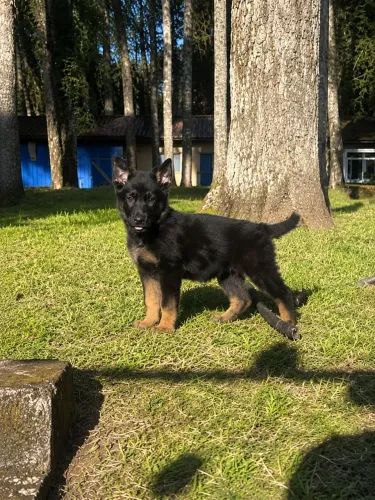 Pastor alemão alto padrão-com pedigree!