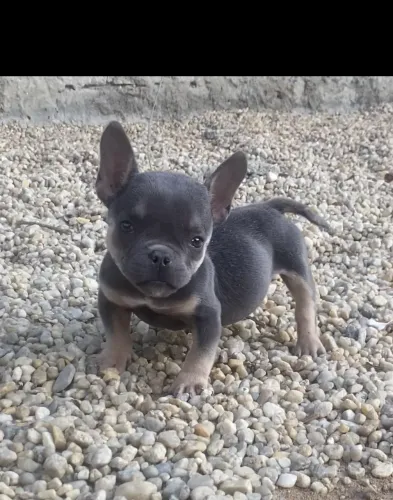 Bully micro ( macho ) 