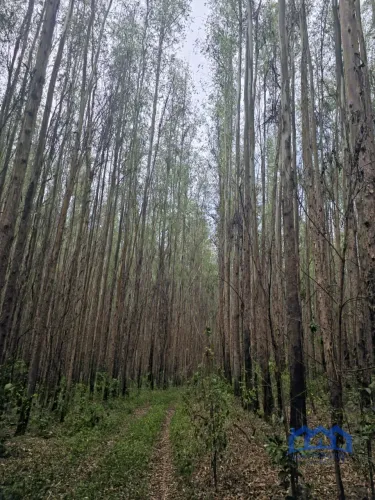 Sítio/Fazenda à Venda, 216 alqueires por R$ 30.000.000 Cód. ch2512