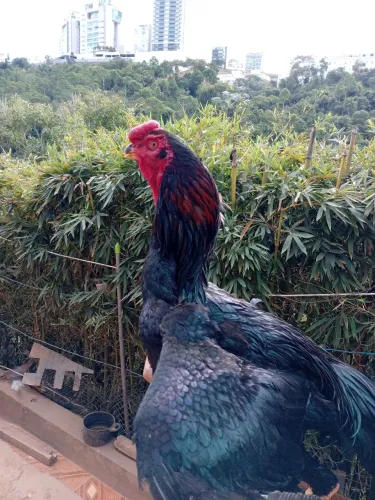 Galinha