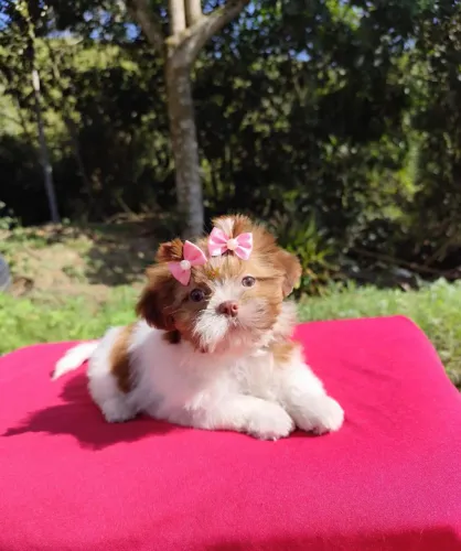 Shih tzu