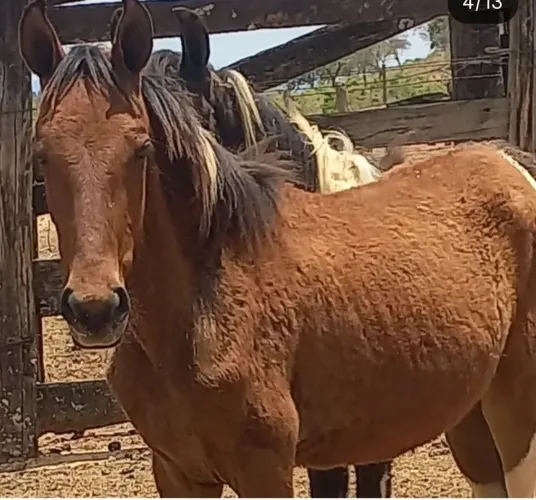 Potro manga larga marchador 