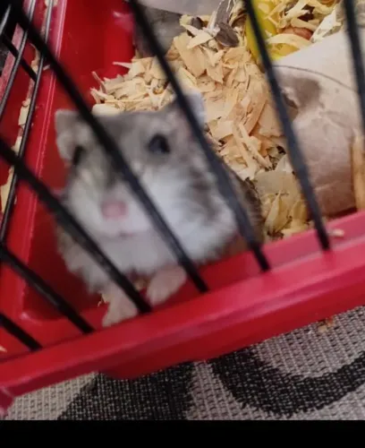 Filhote de hamster 